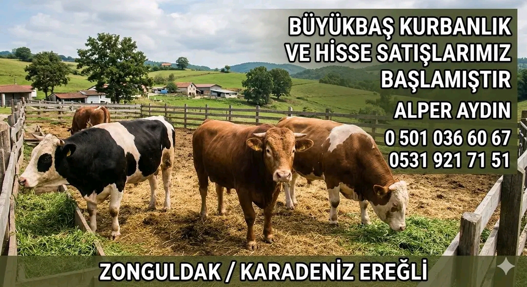 En güvenle Kurbanlık buradan Alınır